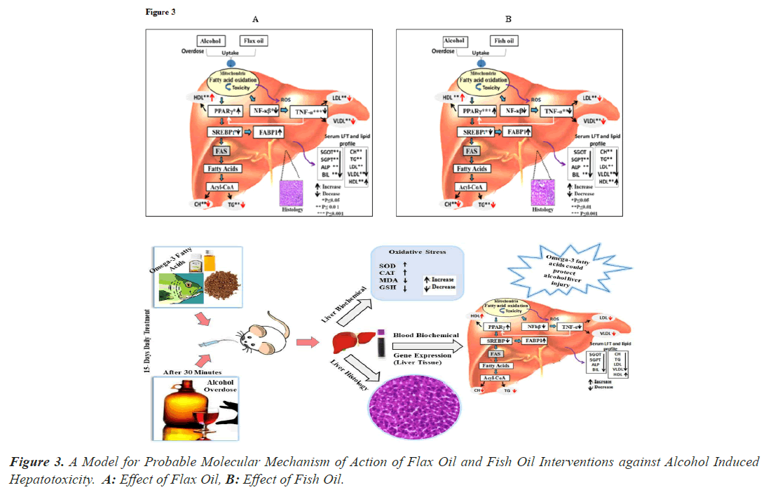 Hepatotoxicity