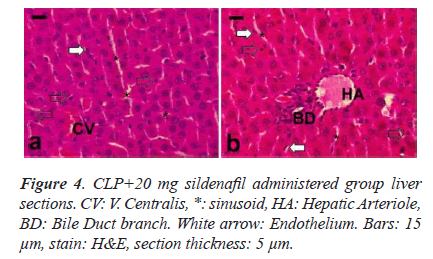 biomedres-Endothelium