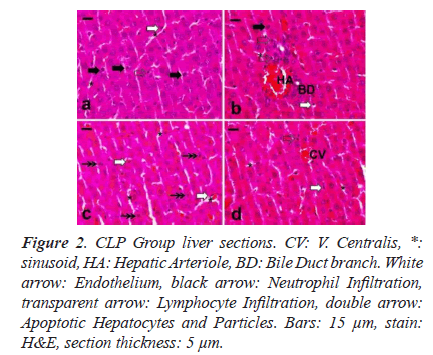 biomedres-Hepatocytes