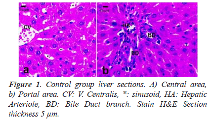 biomedres-liver-sections