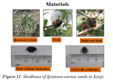 biomedres-seeds