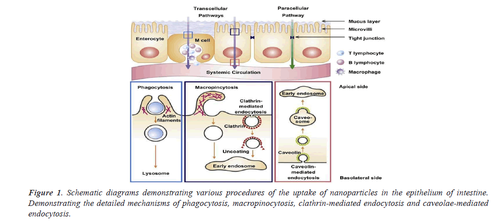 Biomedical-Research-procedures