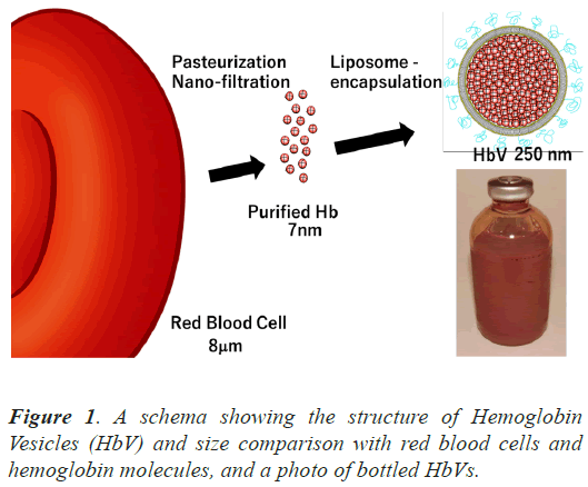 Hemoglobin