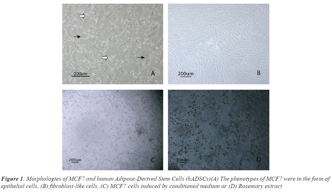 Morphologies