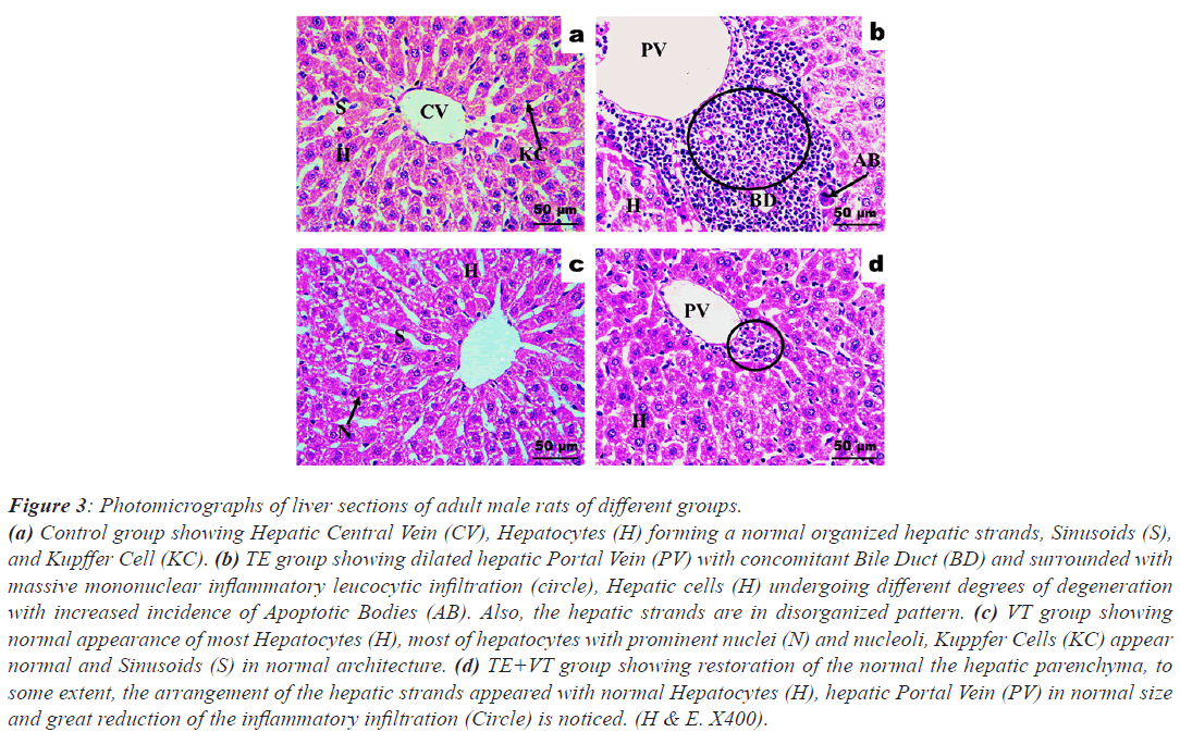 Photomicrographs