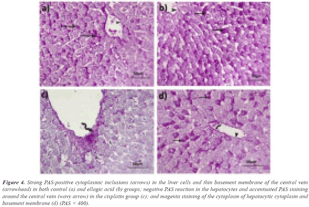 cytoplasmic