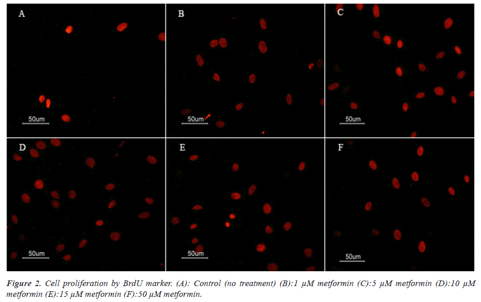 biomedical-research-metformin