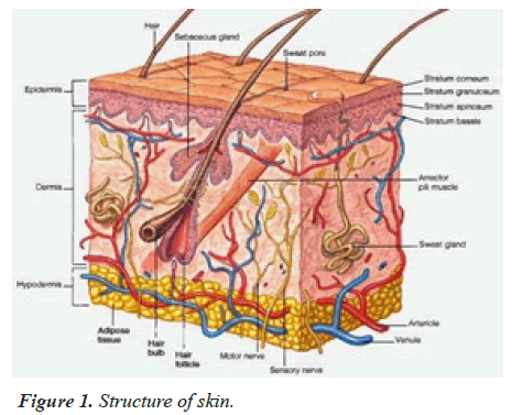 biomedical-research-skin