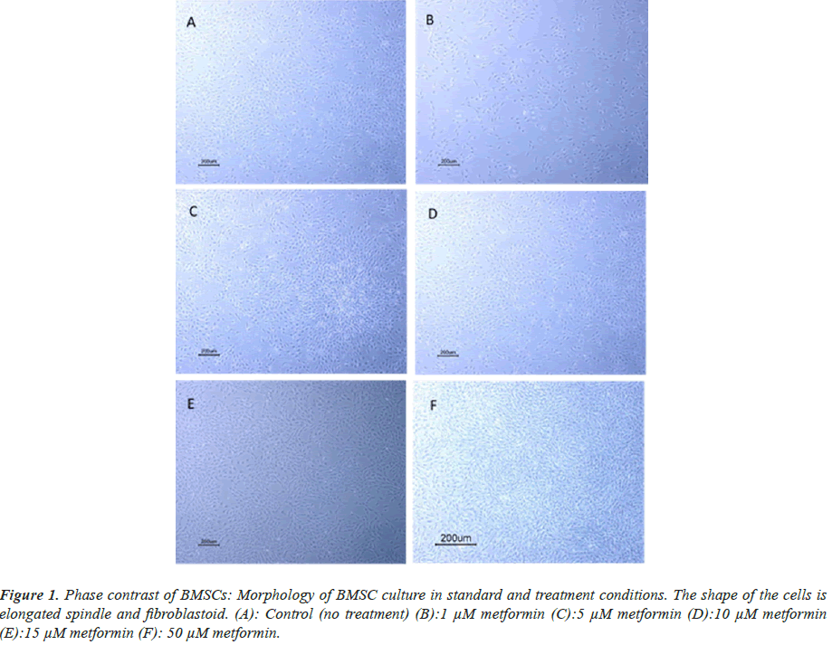 biomedical-research-spindle