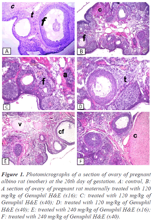 Photomicrographs