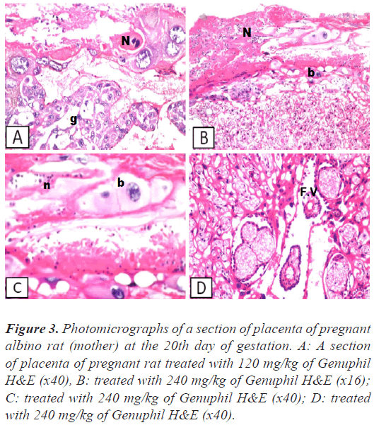 placenta