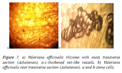 biomedical-research-b-valeriana