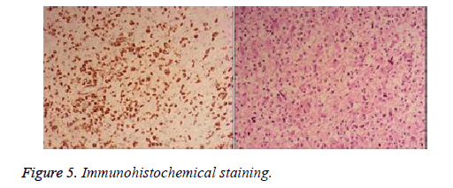 biomedical-research-immunohistochemical