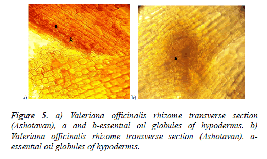 biomedical-research-netlike-oil-globules