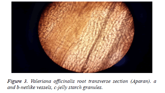 biomedical-research-netlike-vessels