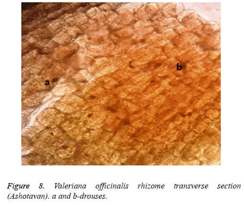 biomedical-research-rhizome-transverse