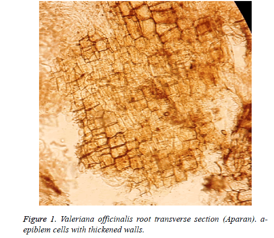 biomedical-research-transverse