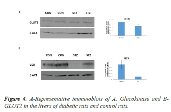 biomedres-A-Representative-immunoblots