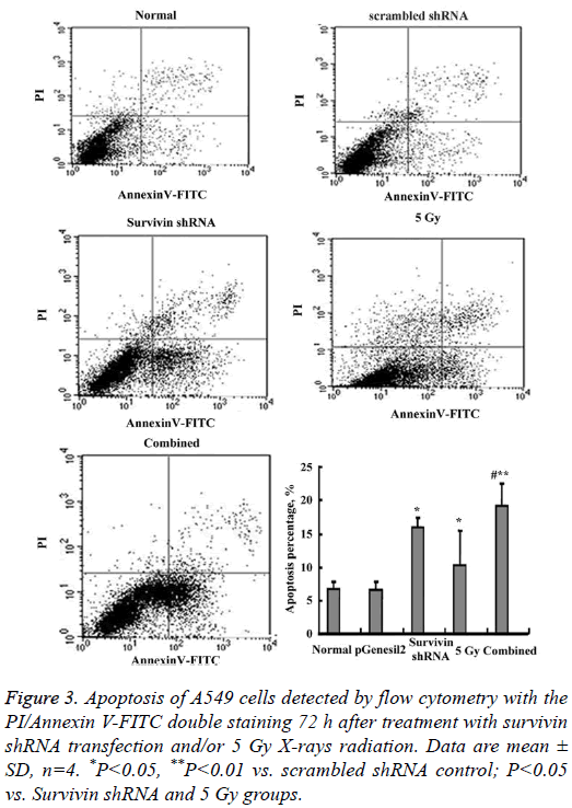 biomedres-A549-cells-detected