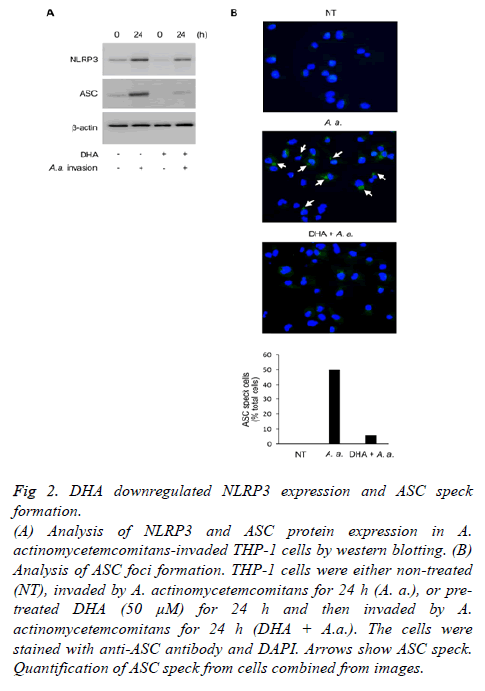 biomedres-ASC-protein