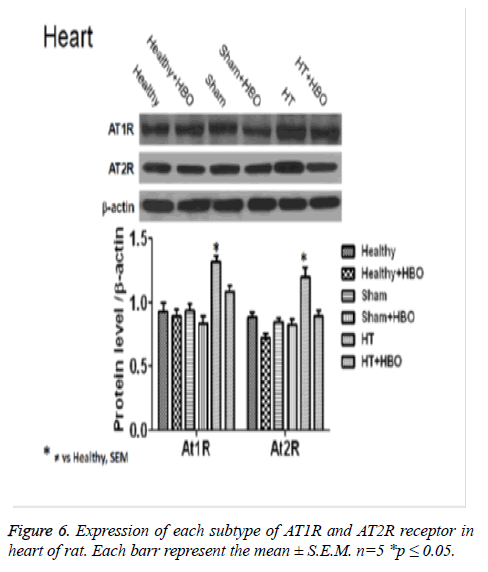 biomedres-AT1R-AT2R-receptor