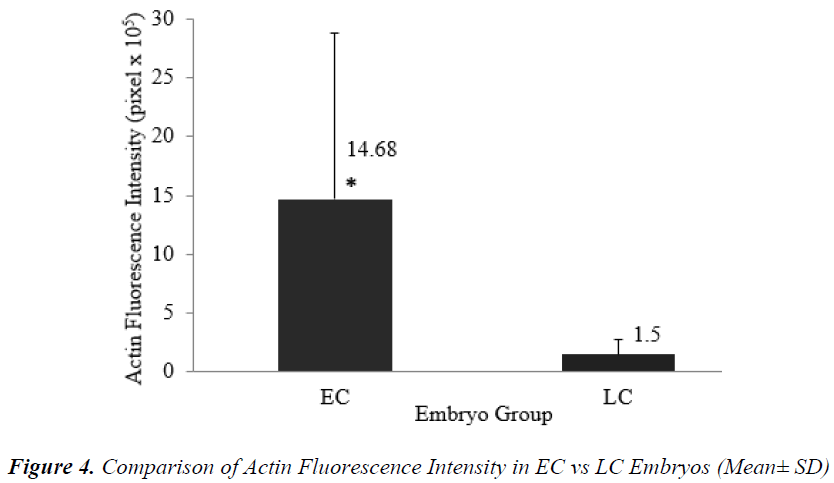 biomedres-Actin-Fluorescence-Intensity