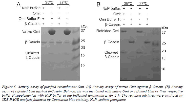 biomedres-Activity-assay-purified-recombinant