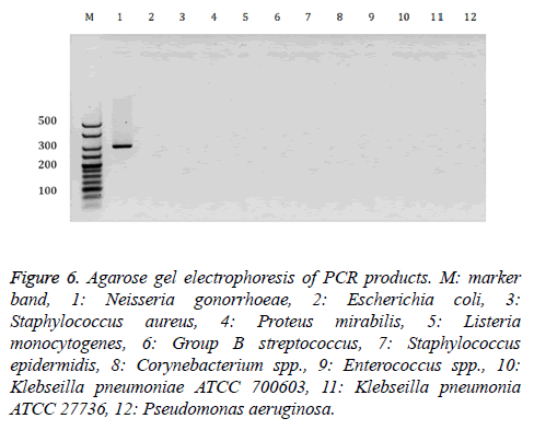 biomedres-Agarose-gel