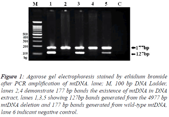 biomedres-Agarose-gel-electrophoresis