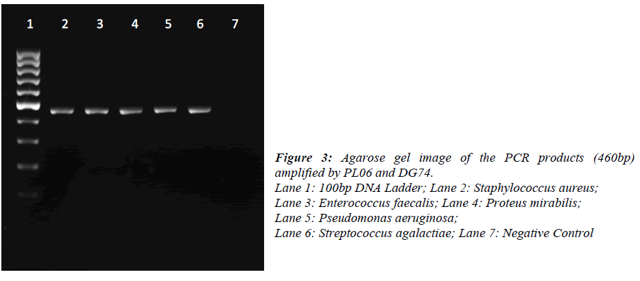 biomedres-Agarose-gel-image