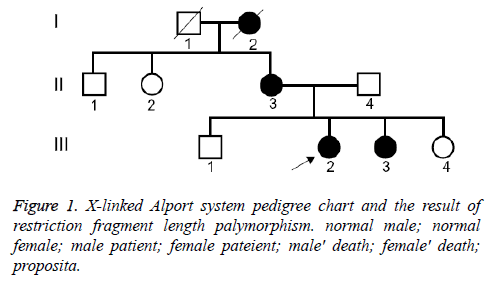 biomedres-Alport-pedigree