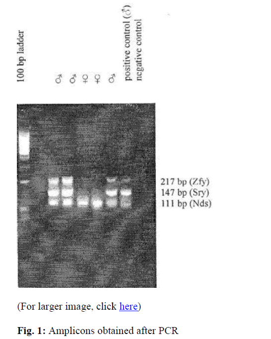 biomedres-Amplicons-PCR