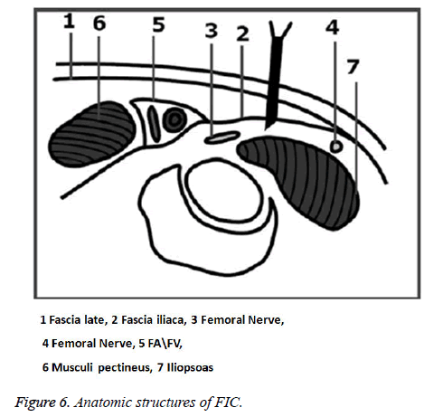 biomedres-Anatomic-structures