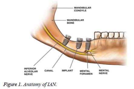 biomedres-Anatomy-IAN