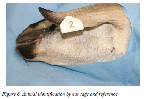 biomedres-Animal-identification