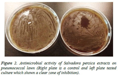 biomedres-Antimicrobial-activity