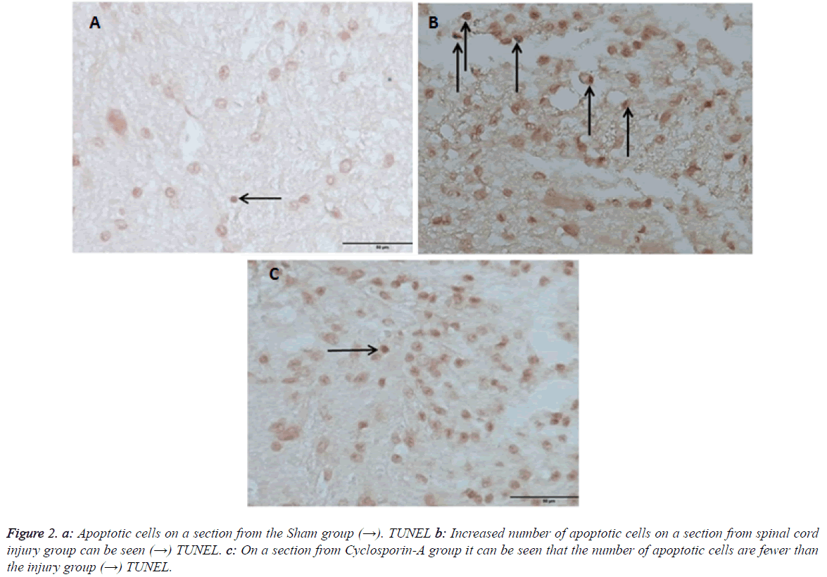 biomedres-Apoptotic-cells-section