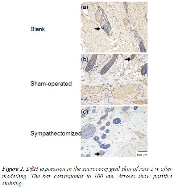 biomedres-Arrows-positive-staining