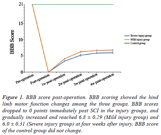 biomedres-BBB-score-post-operation