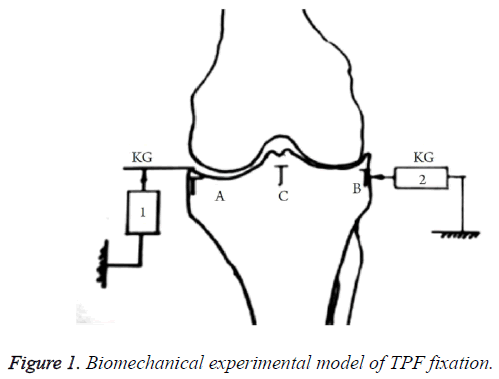 biomedres-Biomechanical-experimental-model