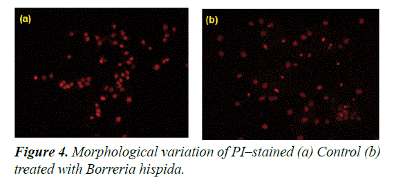 biomedres-Borreria-hispida