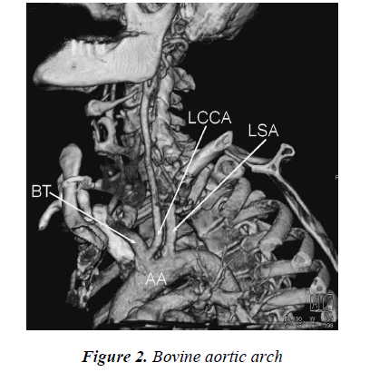 biomedres-Bovine-aortic-arch