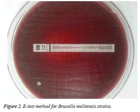 biomedres-Brucella-melitensis