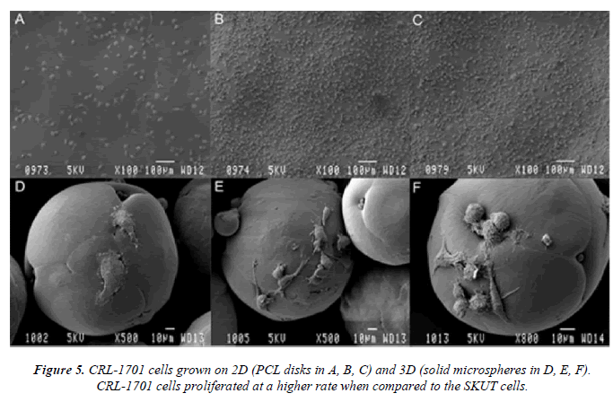 biomedres-CRL-1701-cells-grown-2D