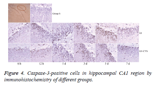 biomedres-Caspase-positive