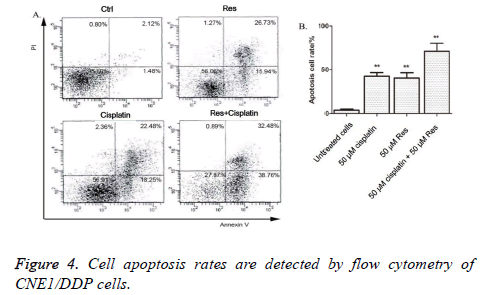 biomedres-Cell-apoptosis-rates