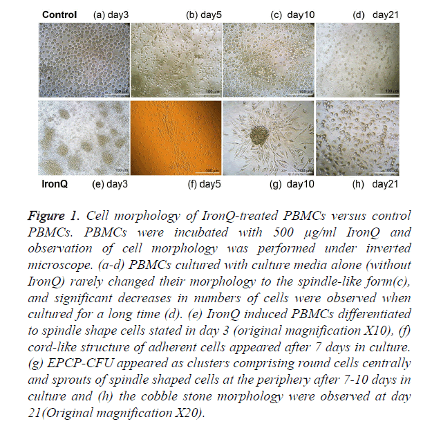 biomedres-Cell-morphology