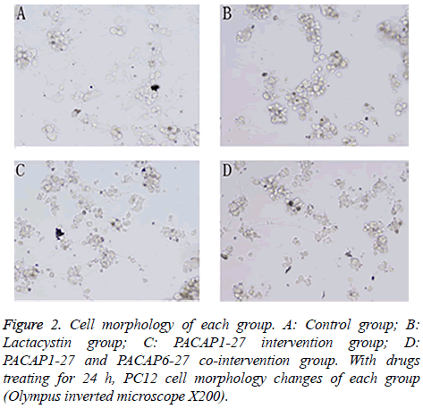 biomedres-Cell-morphology