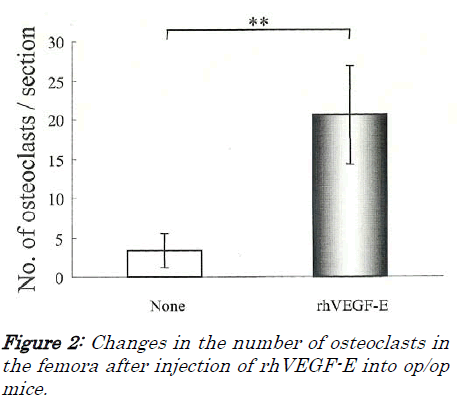 biomedres-Changes-number-osteoclasts