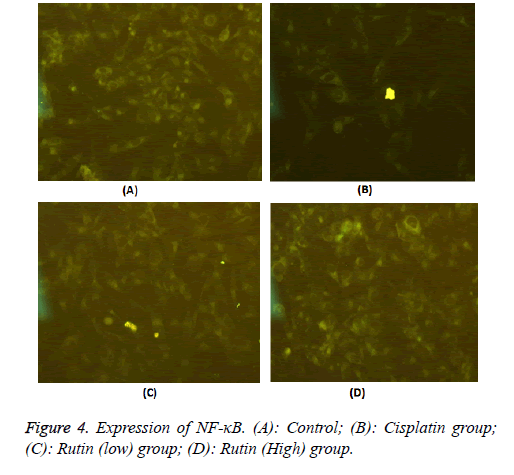 biomedres-Cisplatin-group